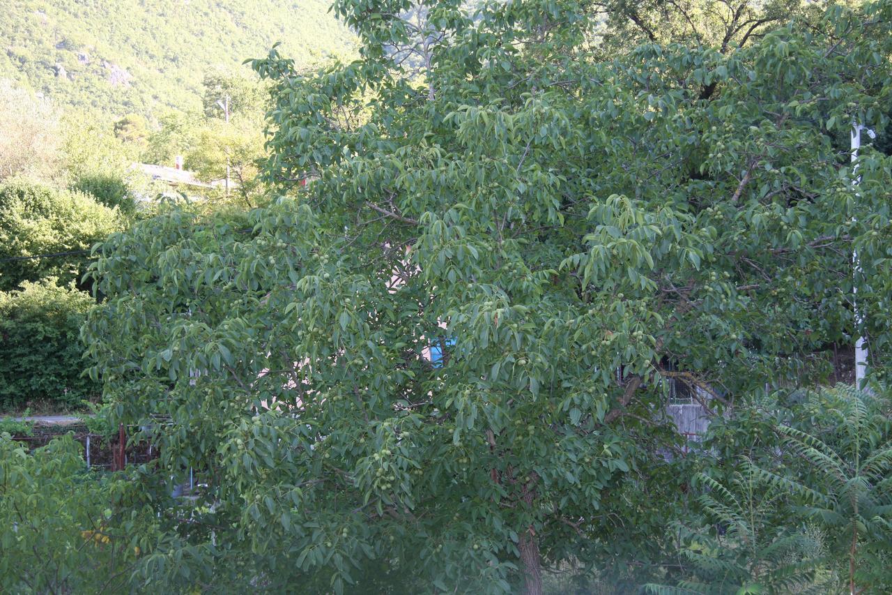 Vrzina Farm House Skadar Lake ヴィルパザル エクステリア 写真